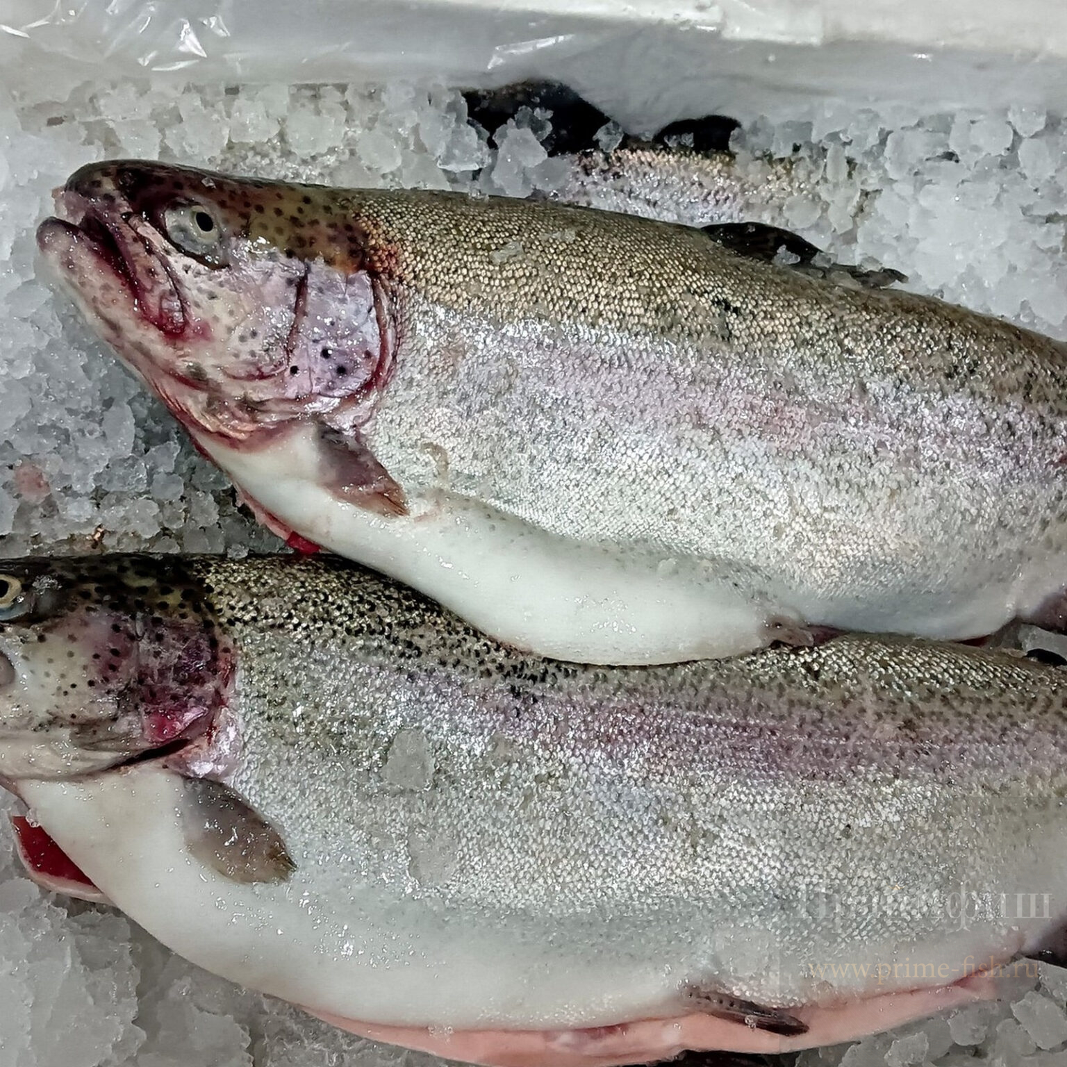 рыба | купить деликатесы в Новосибирске | PrimeFish | Закажите доставку!