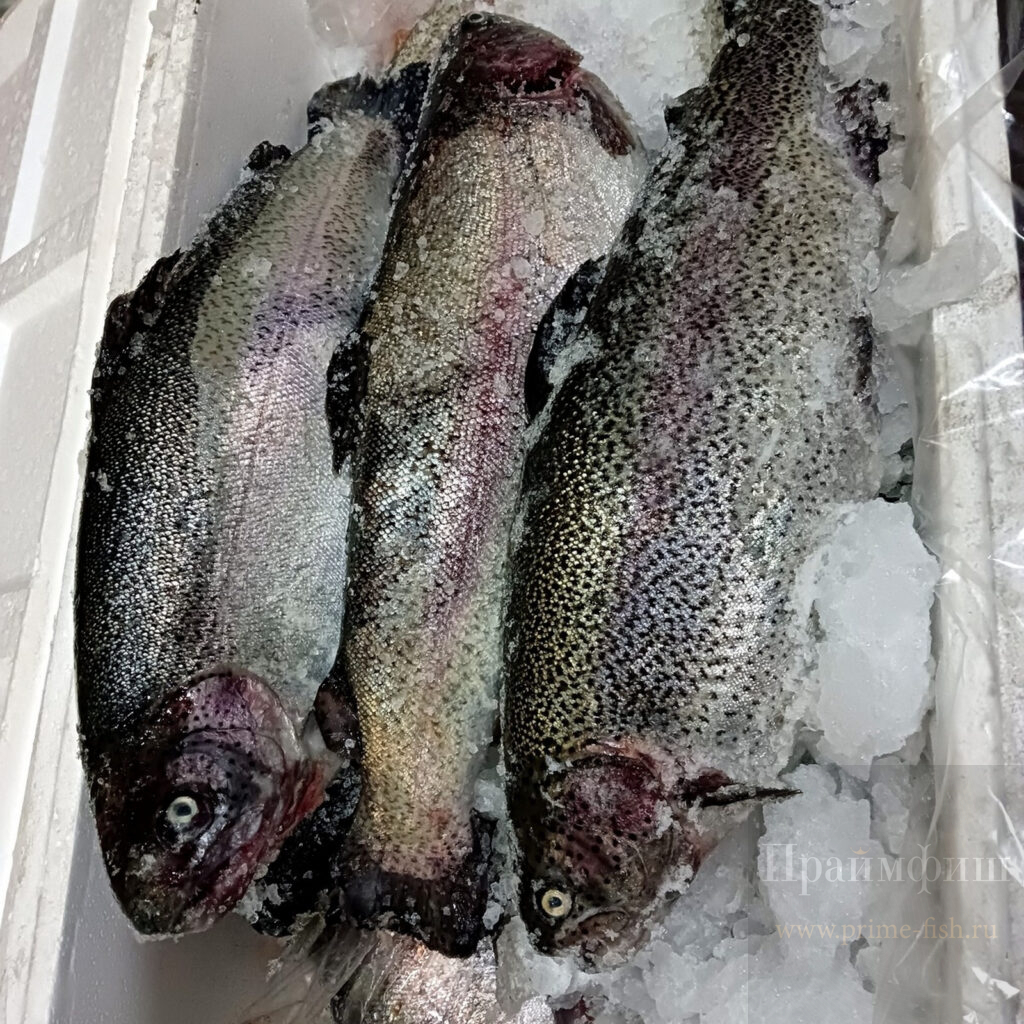 рыба | купить деликатесы в Новосибирске | PrimeFish | Закажите доставку!