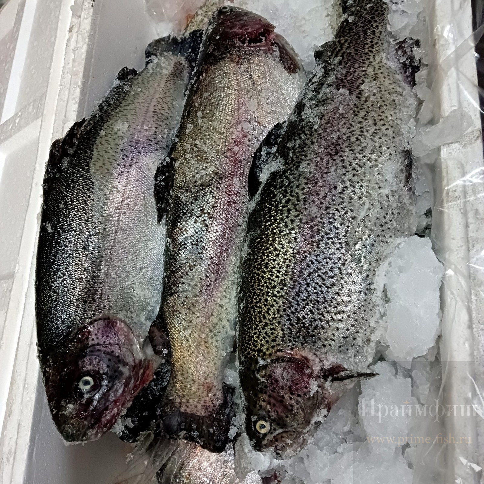 рыба | купить деликатесы в Новосибирске | PrimeFish | Закажите доставку!
