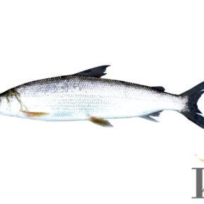 муксун Средний вес рыбы равен от 1-2 кг