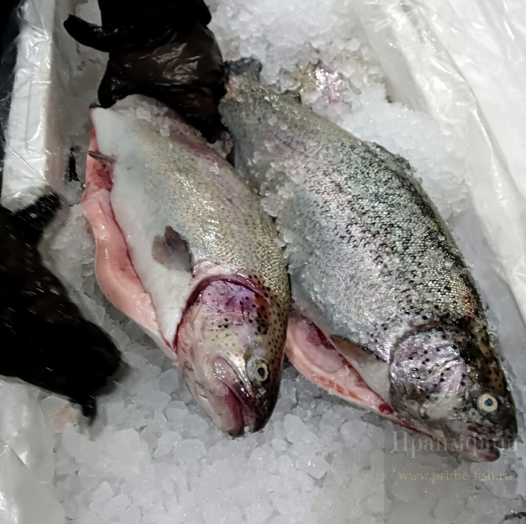 рыба | купить деликатесы в Новосибирске | PrimeFish | Закажите доставку!